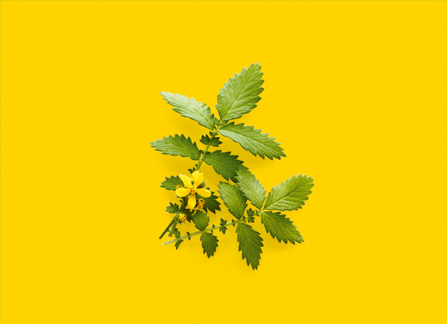 Pflanze-Naturheilmittel-gelb.jpg
